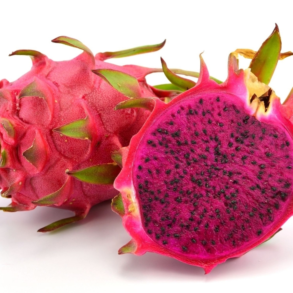 1 American Beauty Dragonfruit Cutting  6+" Long. ROOTED